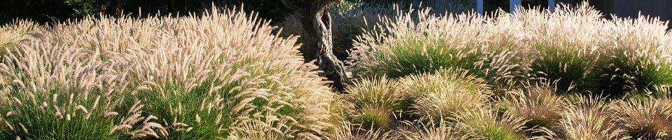 Services, Skylark Landscaping