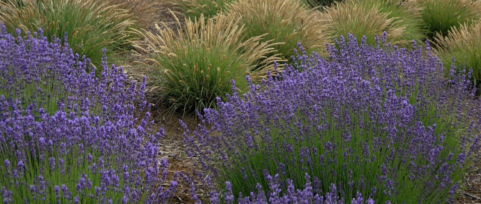 Skylark Landscaping, Inc.